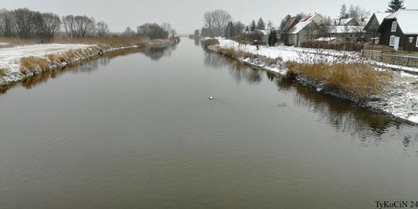 samotny łabędź na środku Narwi, w poszukiwaniu pokarmu, widać, jak niski jest stan wody w rzece.