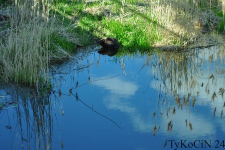 Woda w rzece najwyraźniej czysta…