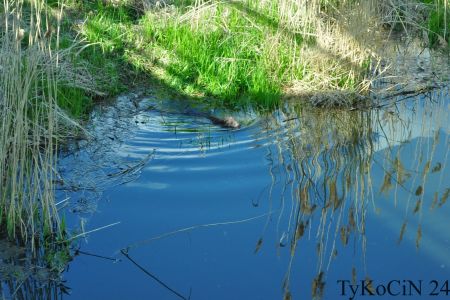 gdy to zwierze występuje