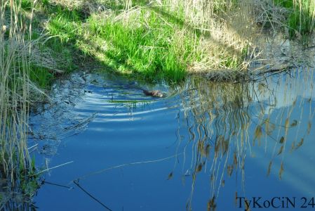 niedaleko powinno być żeremie