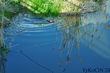 nie publikuję miejsca zrobienia foto, by przypadkiem bóbr nie ucierpiał, niemniej jednak jest to głowny nurt Narwi w Tykocinie. 08.05.2019