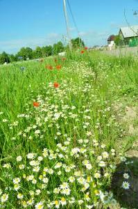ul. Klasztorna, naturalny stroik